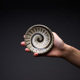 Onta Ware Spiral Small plate - 3 Options / 小鹿田焼 小皿
