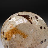 Zoho Kiln Crab Small Plate - 12.5 cm / 蔵珍窯 蟹文 小皿